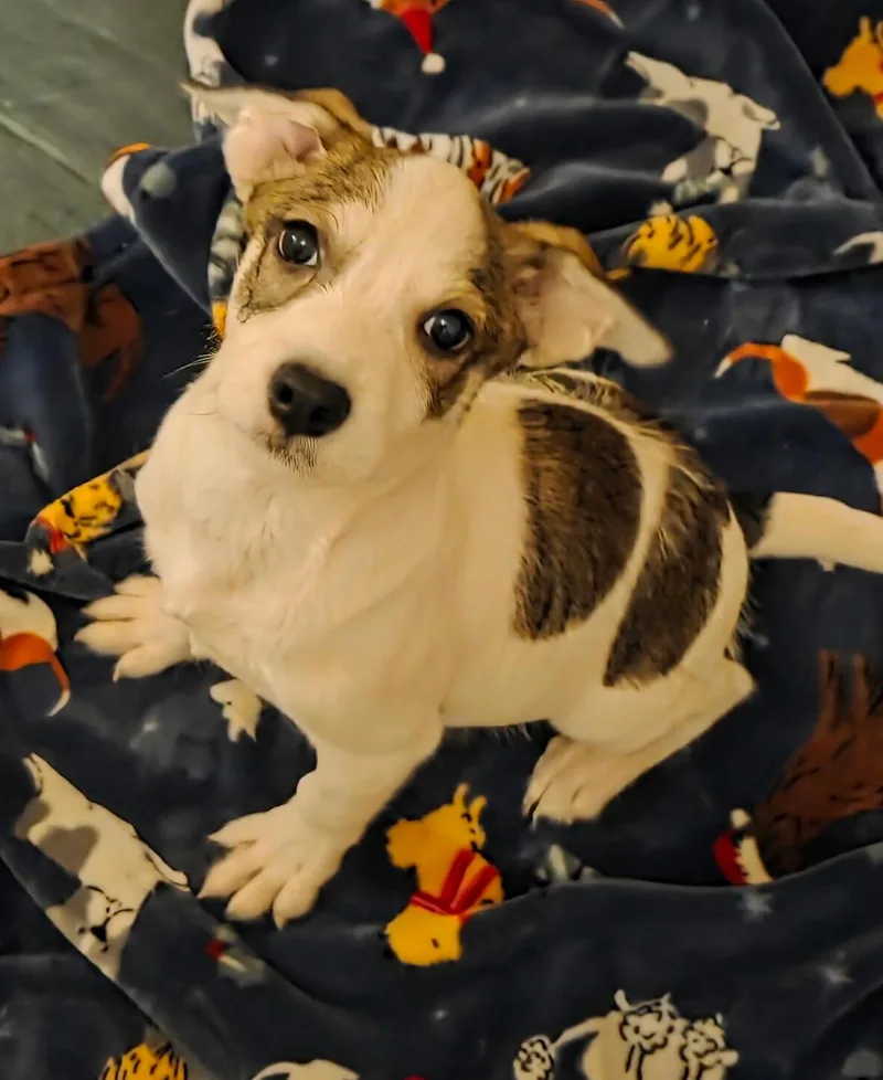 Benny thumbnail 2