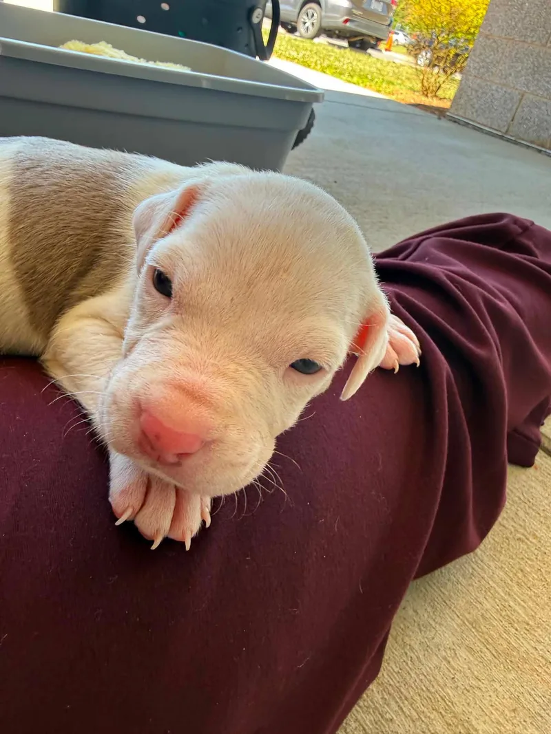 A baby medium-sized male Pit Bull Terrier dog named Hank the Tank for adoption in Charlotte, NC