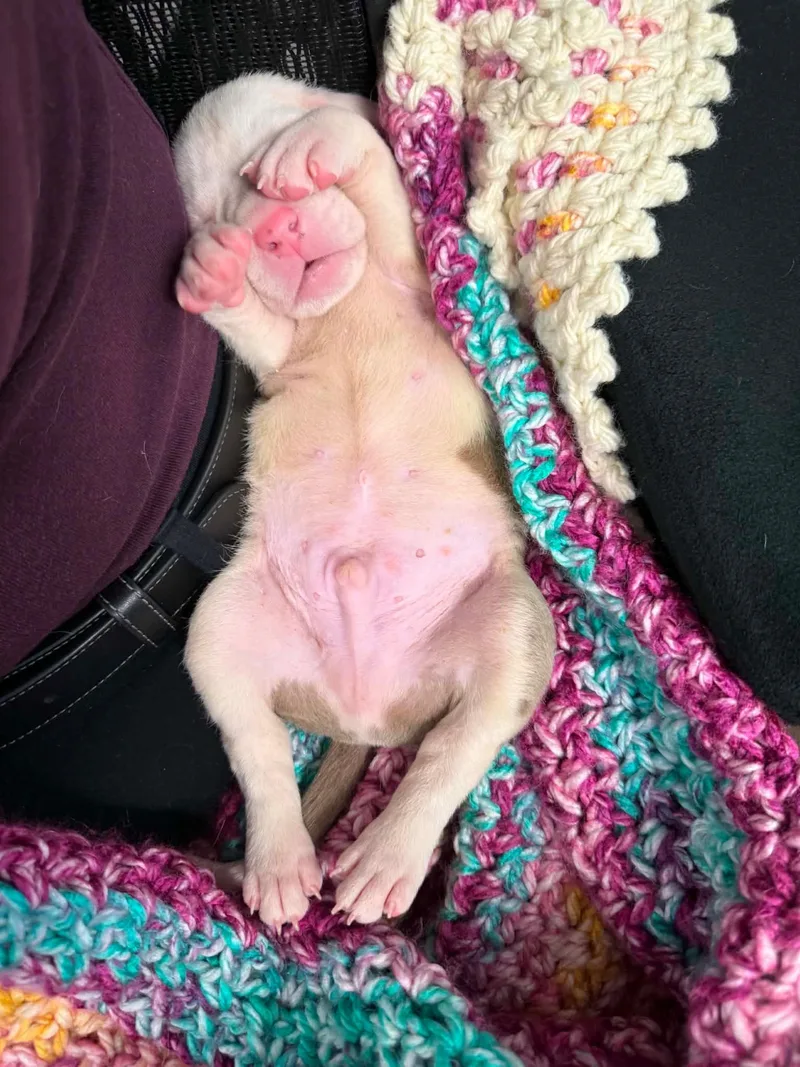 Hank the Tank thumbnail 3