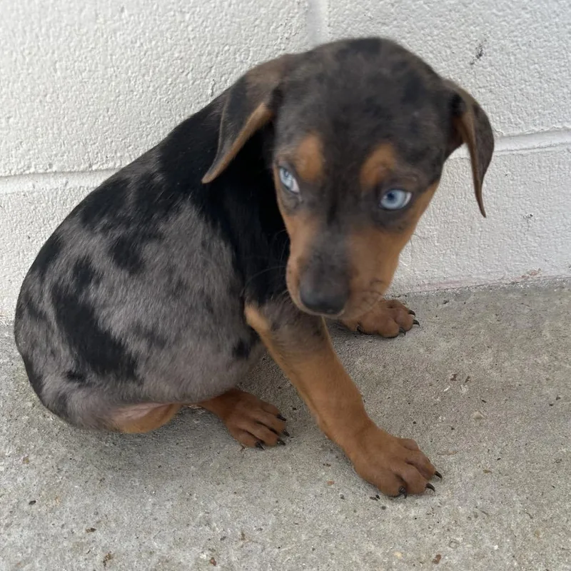 A baby medium-sized male Black Catahoula Leopard Dog dog named Flint for adoption in LOXAHATCHEE, FL