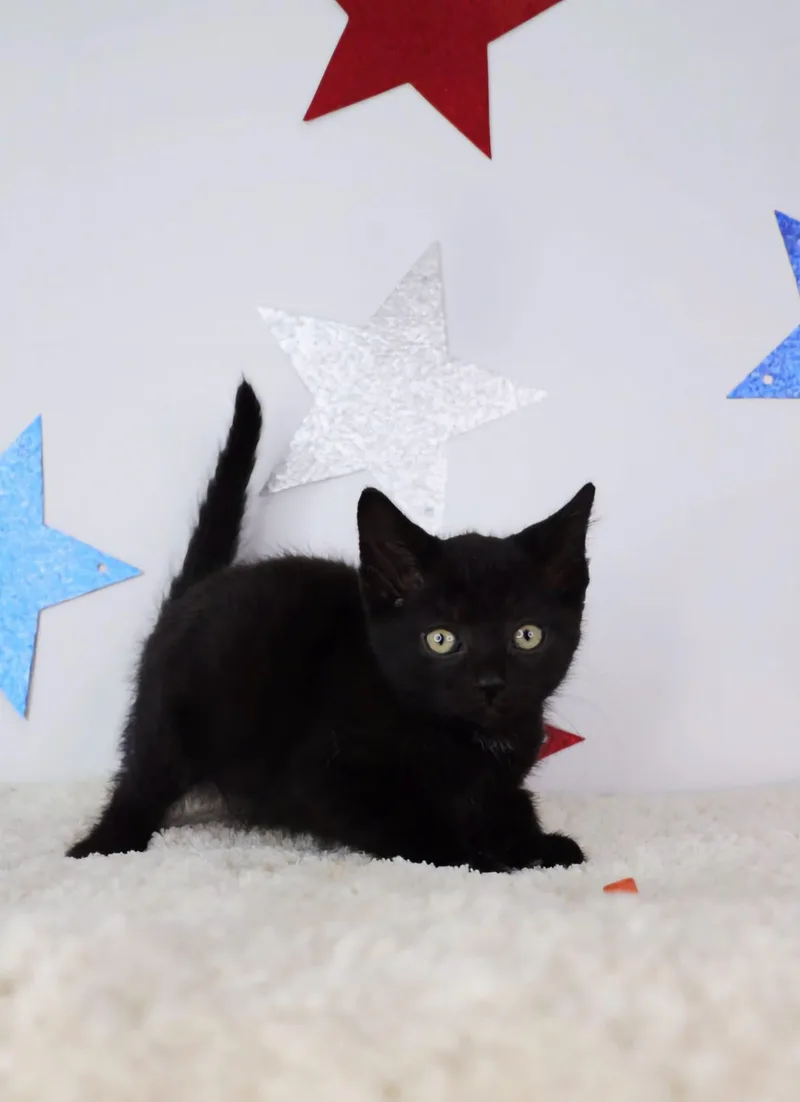 A baby small-sized male Black Domestic Short Hair cat named Marley for adoption in Ashland, KY