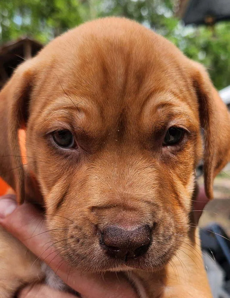 A baby small-sized male Brown / Chocolate Basset Hound dog named Skip for adoption in Saint Augustine, FL