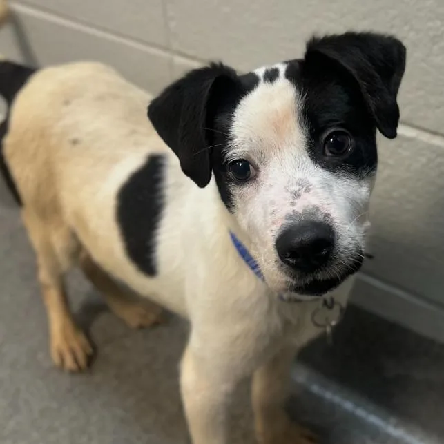 A young medium-sized male White / Cream Mixed Breed dog named Jonah for adoption in Brownsboro, AL