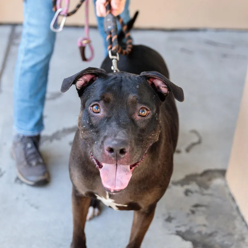 A young large-sized female Pit Bull Terrier dog named Magic for adoption in Oakland, CA