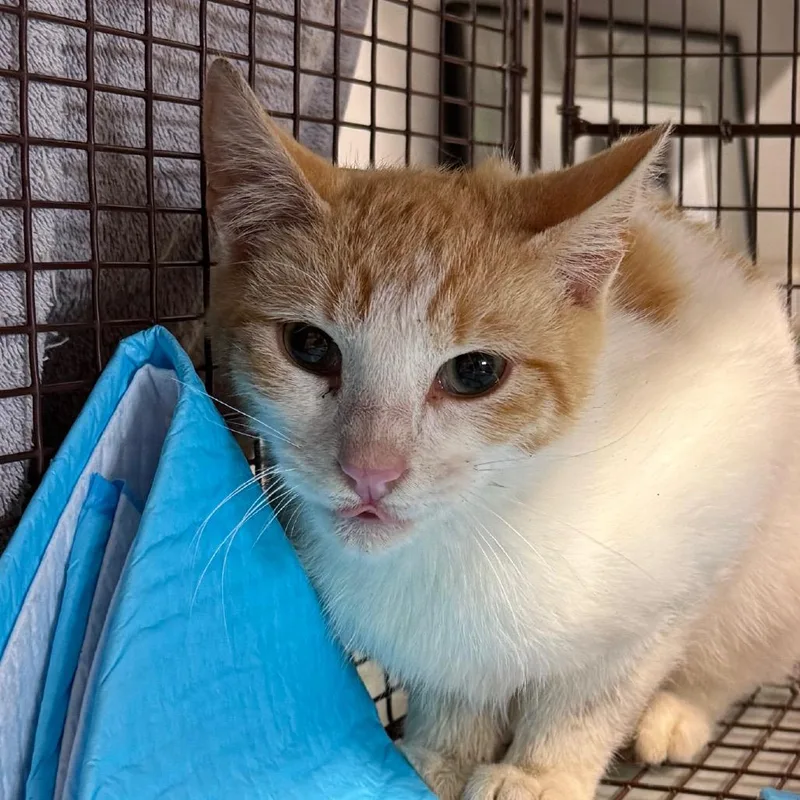 A baby small-sized male White Domestic Short Hair cat named Beckford for adoption in Kennebunk, ME