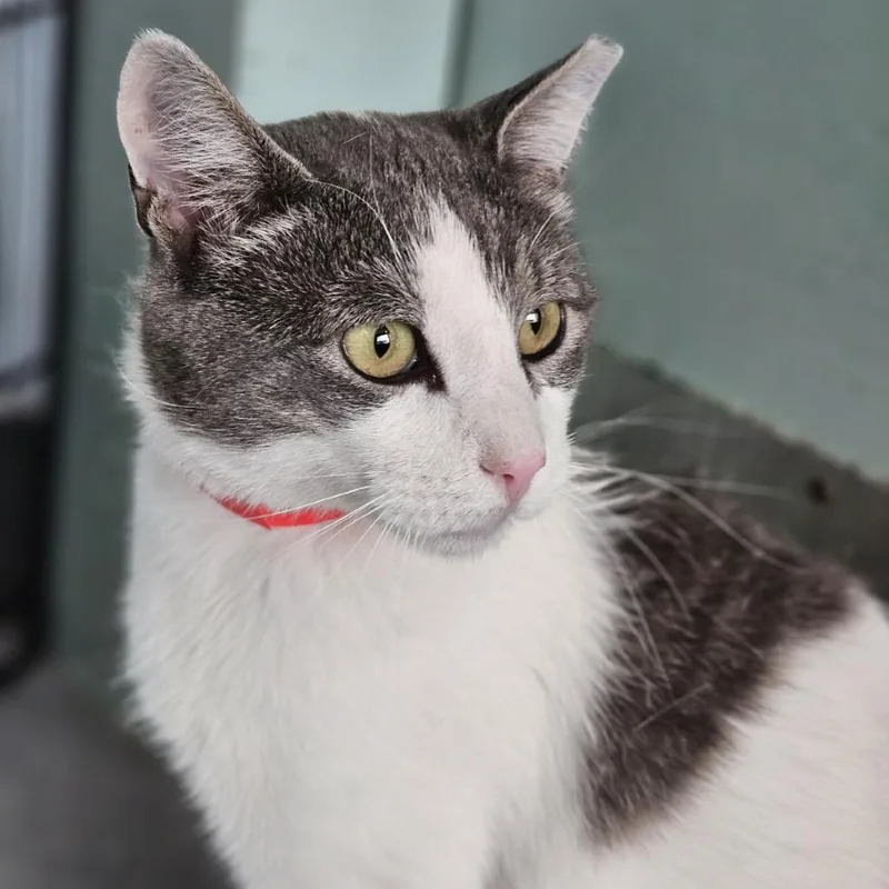 An adult large-sized male White Domestic Short Hair cat named Morgan for adoption in Lakewood, CO