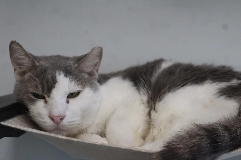 A senior medium-sized male Gray & White Domestic Short Hair cat named Dew for adoption in Chestertown, MD