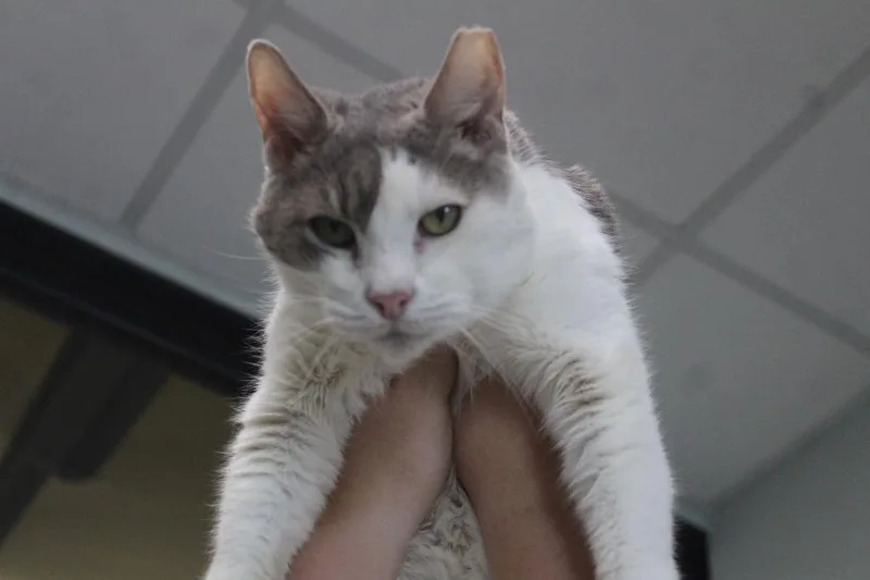 Dew thumbnail 3