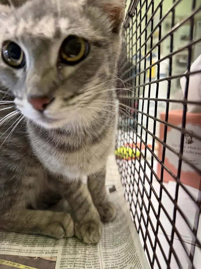 A young small-sized female Domestic Short Hair cat named Bibi for adoption in Los Angeles, CA