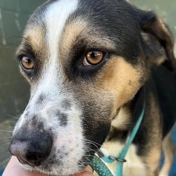 An adult medium-sized male Black German Pinscher dog named Dallas for adoption in Calverton, NY