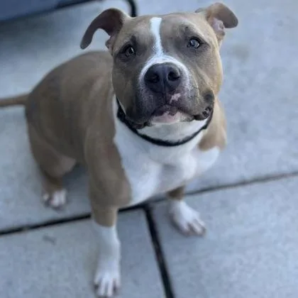 A young large-sized female Mixed Breed dog named Bria for adoption in Janesville, WI