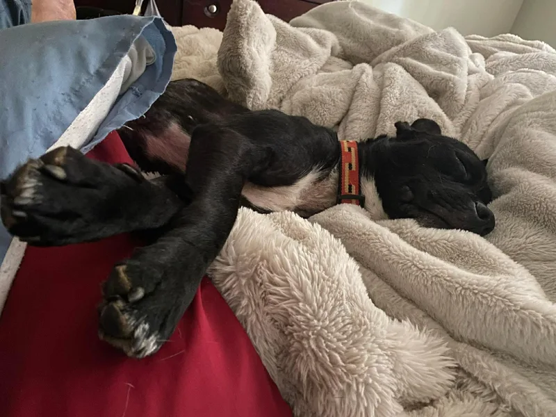 Magnolia thumbnail 2