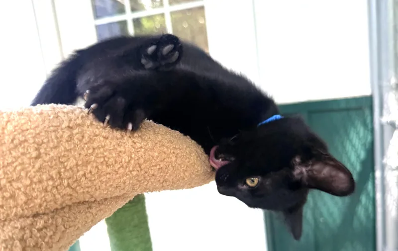 A baby medium-sized male Black Domestic Short Hair cat named Hubert for adoption in Pittsburgh, PA