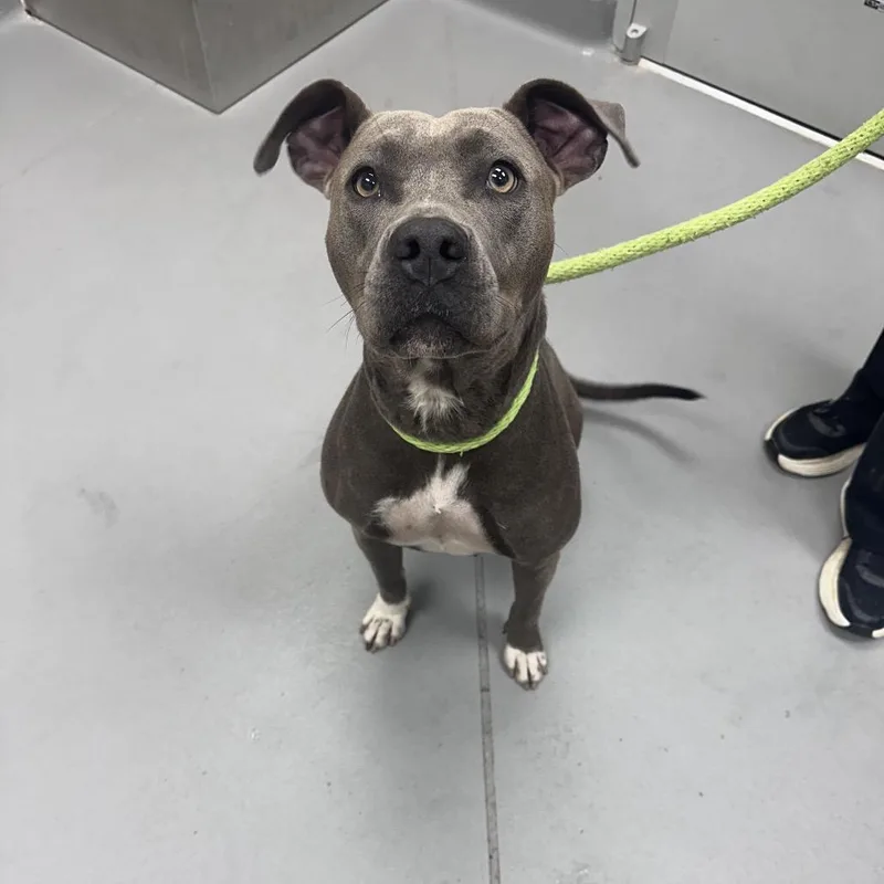 A young large-sized female Gray / Blue / Silver Mixed Breed dog named StrayVictoryDrive for adoption in Columbus, GA