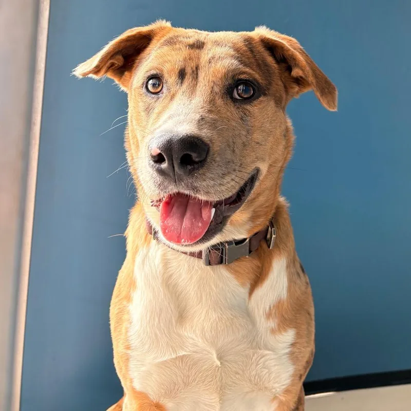 A young medium-sized female Brown / Chocolate American Staffordshire Terrier dog named Cookie for adoption in Greenville, SC