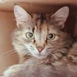 An adult medium-sized female Torbie Domestic Medium Hair cat named Nala for adoption in Hilliard, OH