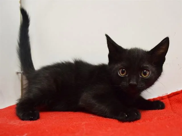 A baby small-sized male Domestic Short Hair cat named Archimedes for adoption in Sacramento, CA