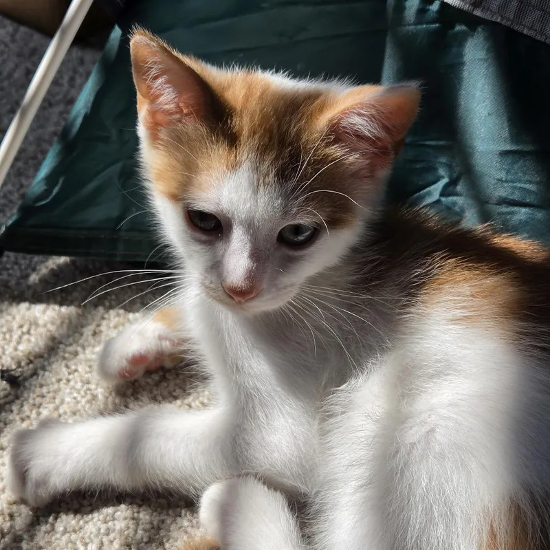 A baby small-sized male Orange / Red Domestic Short Hair cat named Polygon for adoption in Baltimore, MD