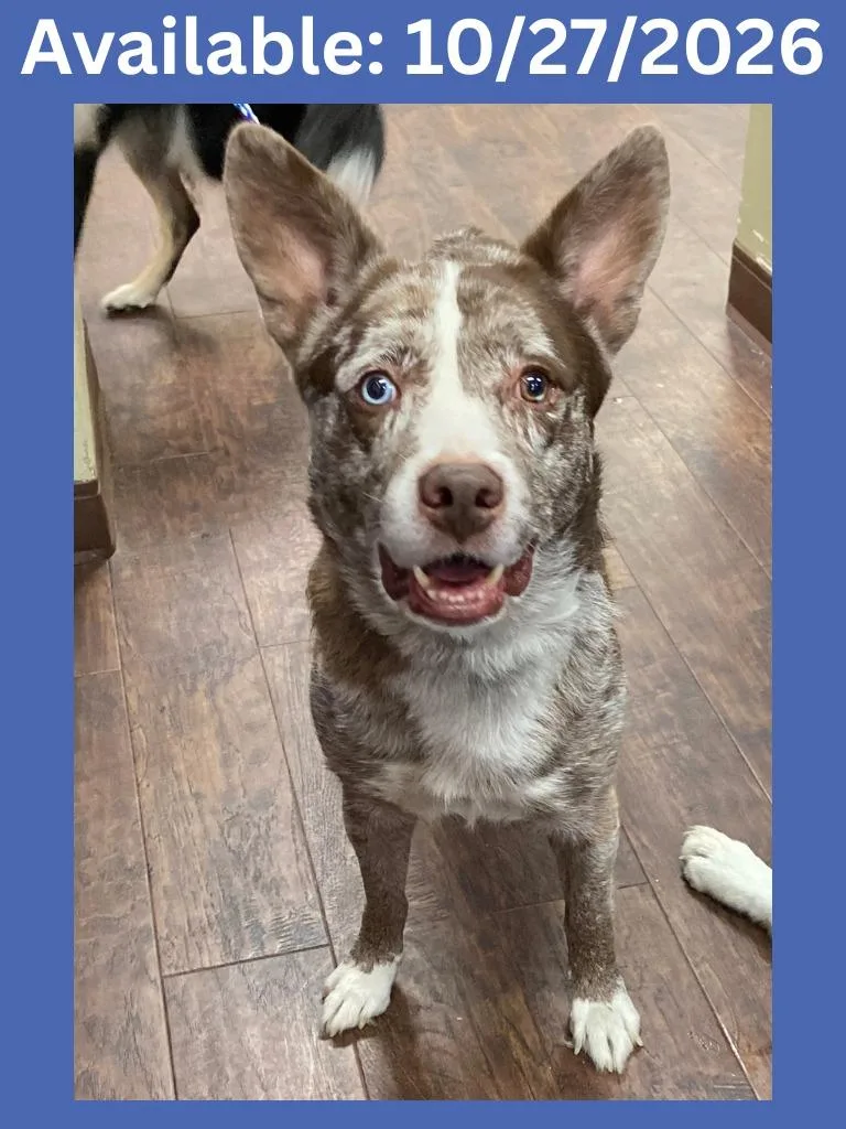 An adult large-sized male Cattle Dog named Dog Kennel  Freddie for adoption in Greenville, TX