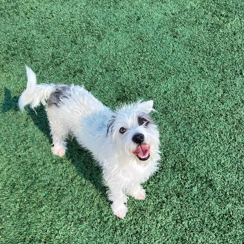 An adult small-sized male White / Cream Terrier dog named Pixar for adoption in San Francisco, CA