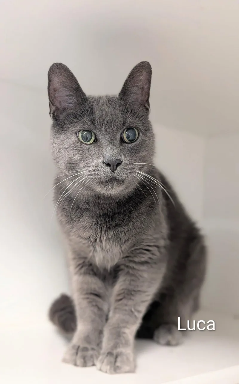 An adult medium-sized male Gray / Blue / Silver Domestic Short Hair cat named Luca for adoption in Flint, MI