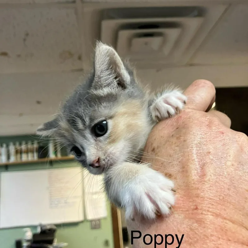 A baby small-sized female Lilac Point Domestic Short Hair cat named Poppy for adoption in Madill, OK