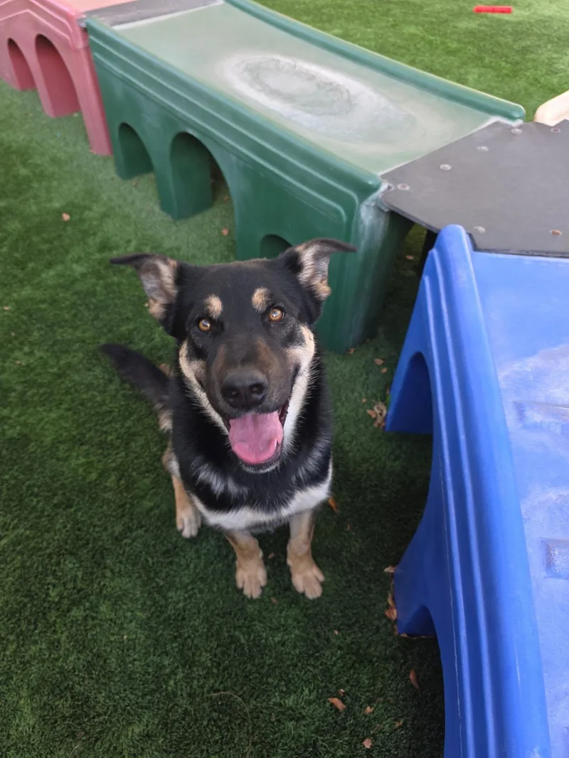 A young medium-sized male Tricolor (Brown, Black, & White) Shepherd dog named Mateo for adoption in Brea, CA
