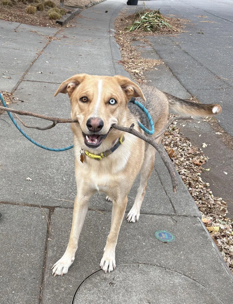 A young large-sized female Husky dog named Aurora for adoption in Davis, CA