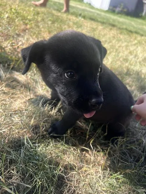 Elsa