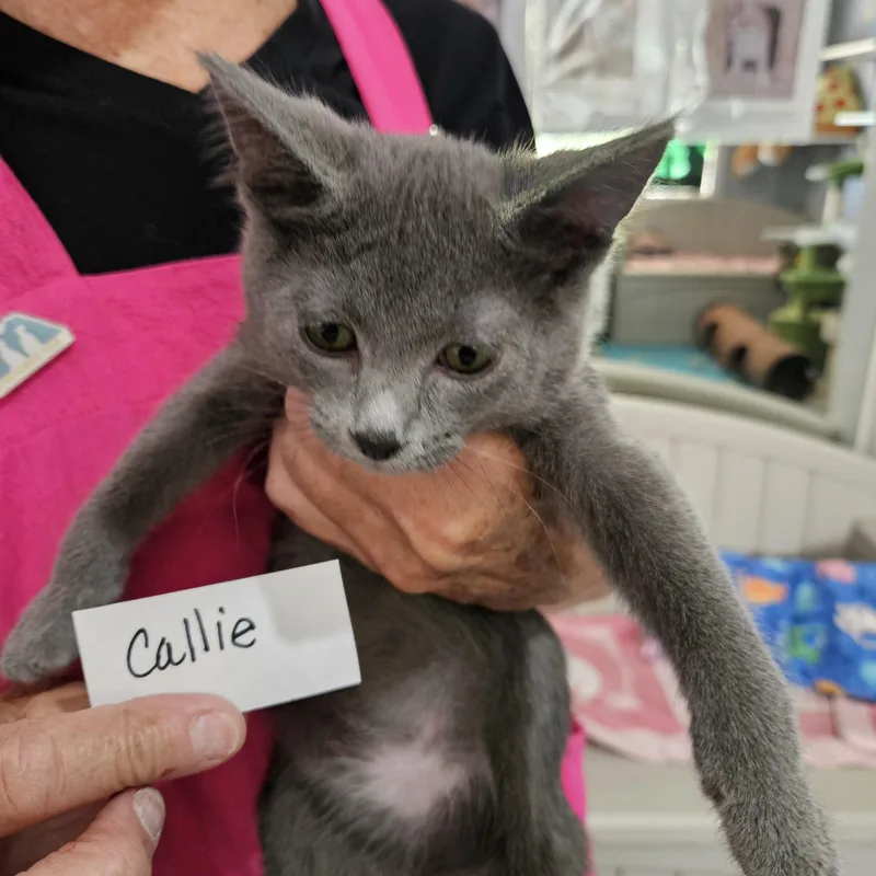 Callie