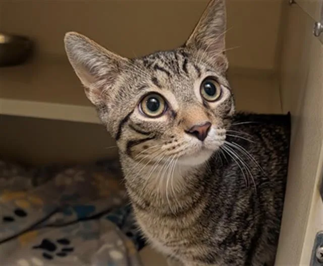 A young small-sized male Domestic Short Hair cat named Tony The Tiger for adoption in Denver, CO