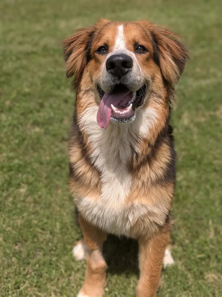 Finn