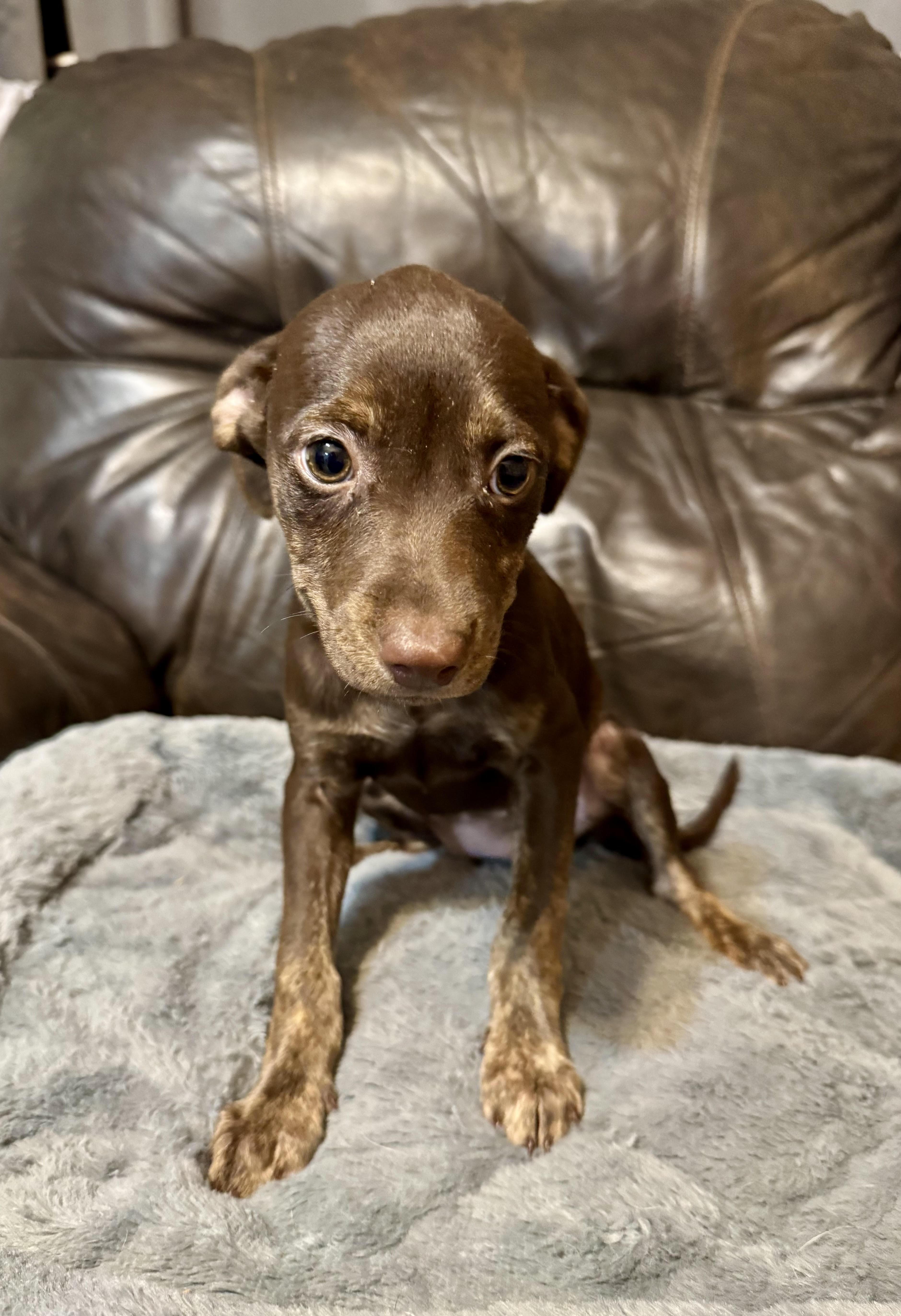 A baby medium-sized female Terrier dog named Vicky for adoption in Maiden, NC