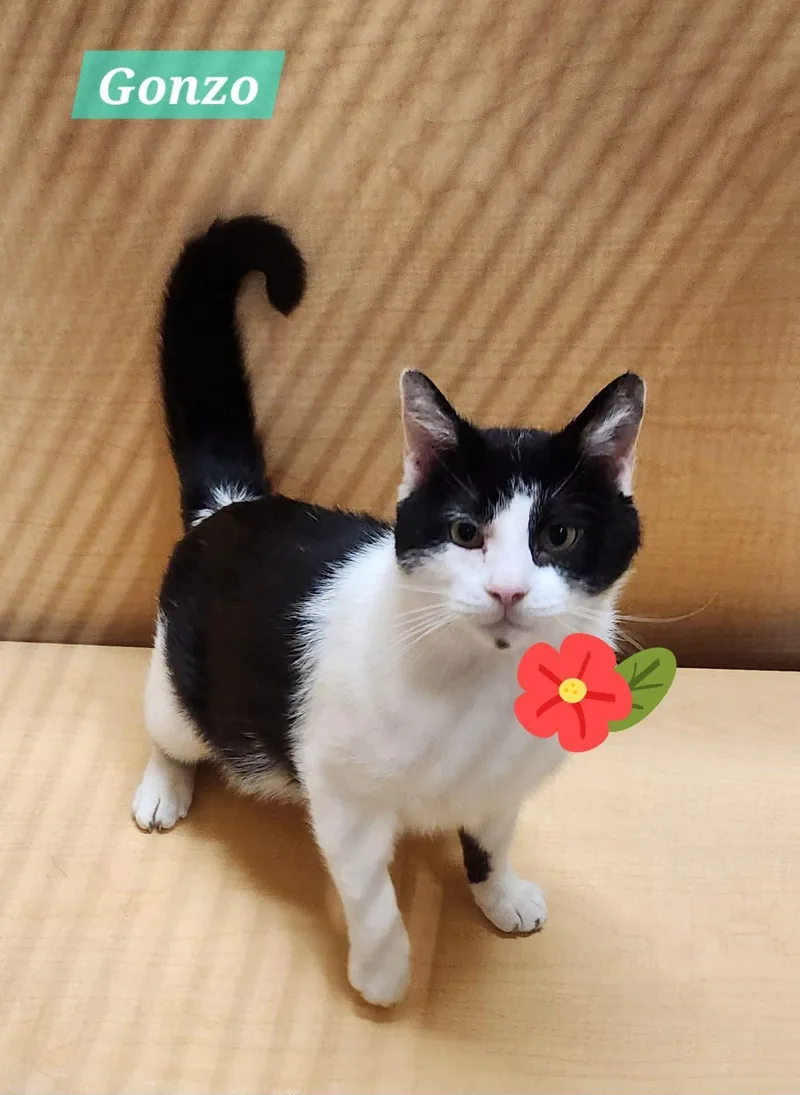 An adult medium-sized male Black & White / Tuxedo Domestic Short Hair cat named Gonzo for adoption in Sicklerville , NJ