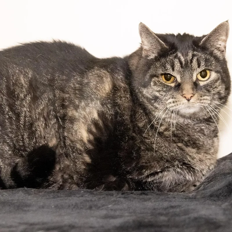 A senior extra large-sized male Tabby (Brown / Chocolate) Domestic Short Hair cat named Josh for adoption in Victor, NY