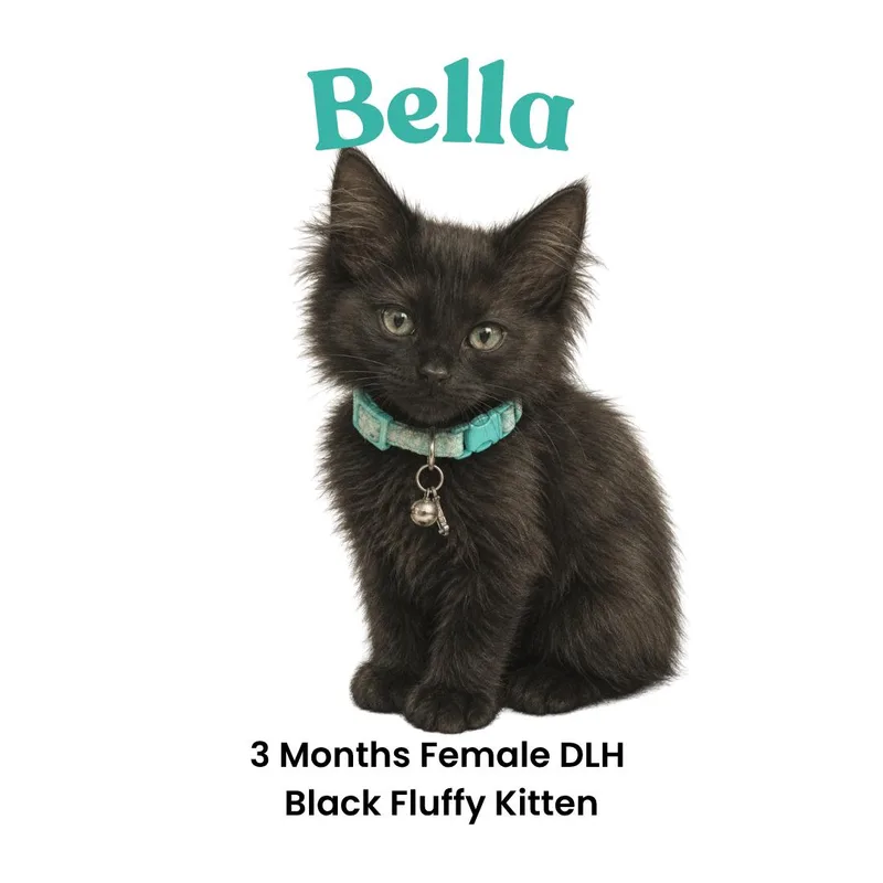 Bella thumbnail 4