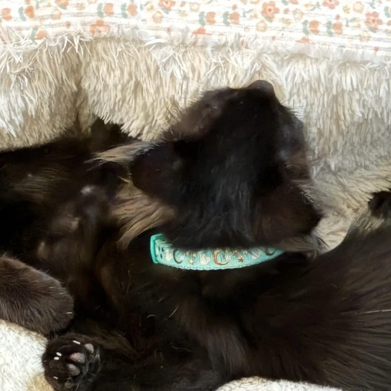 Bella thumbnail 6