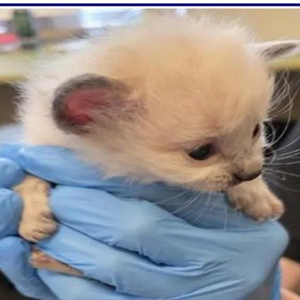 A baby small-sized female Domestic Short Hair cat named Autumn for adoption in Grantsville, UT