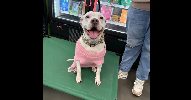 Miss Piggy thumbnail 4