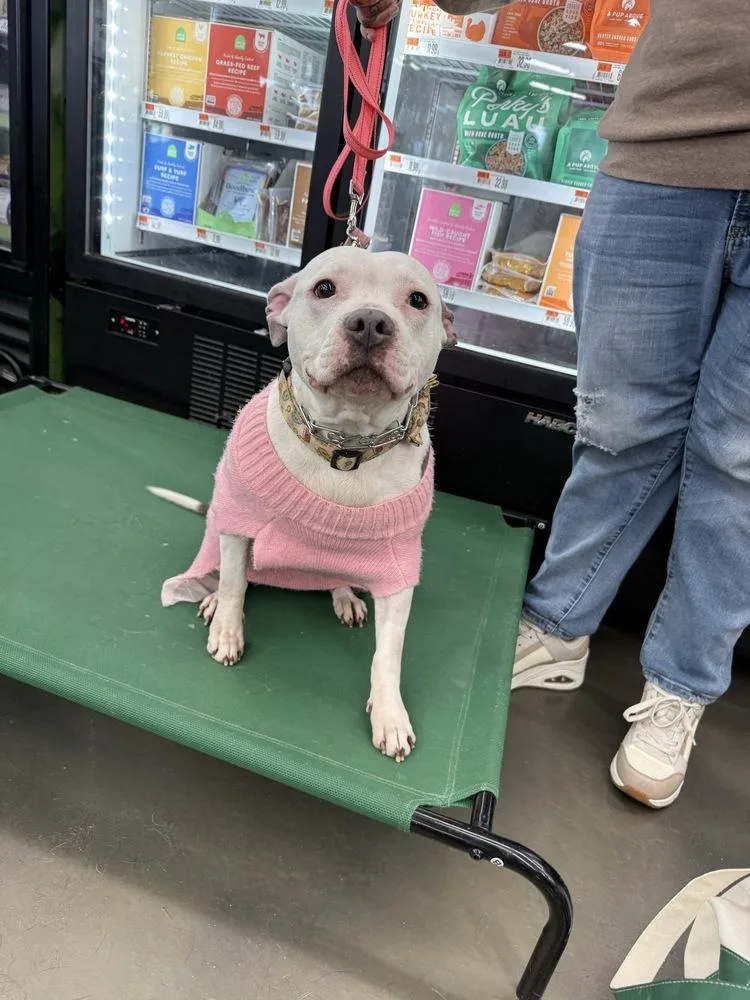 Miss Piggy thumbnail 5