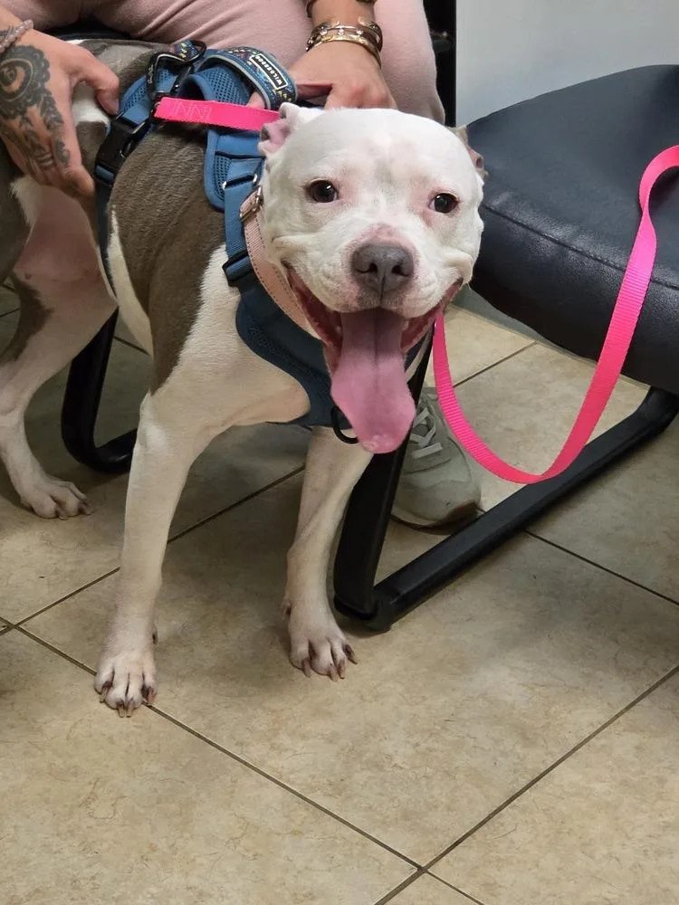 Miss Piggy thumbnail 6