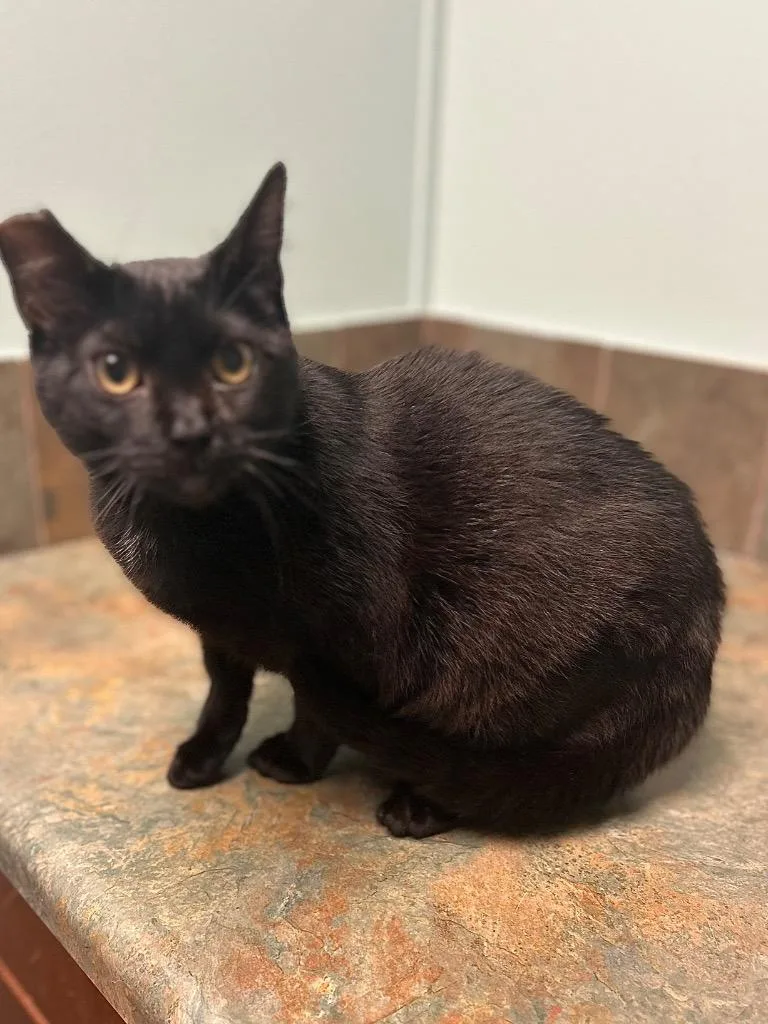 A baby medium-sized male Black Domestic Short Hair cat named Thyme for adoption in Columbus, NE
