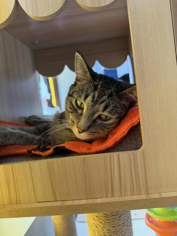 An adult small-sized female Tabby (Brown / Chocolate) Tabby cat named Lima for adoption in Plymouth, MN