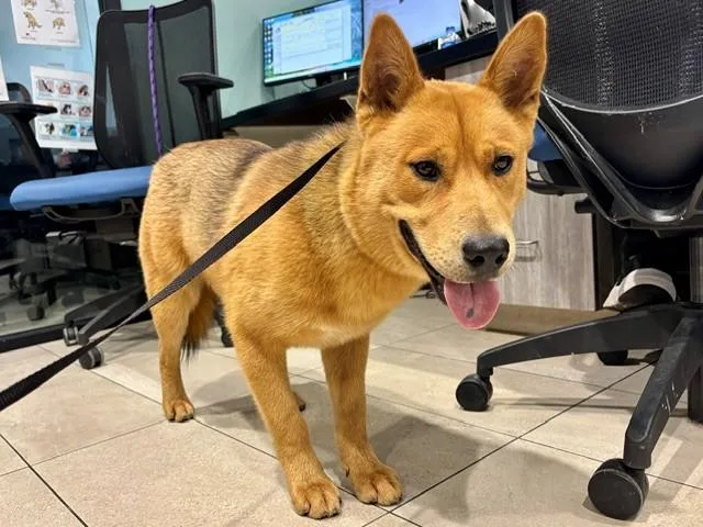A young small-sized male Mixed Breed dog named Stubby for adoption in Garland, TX