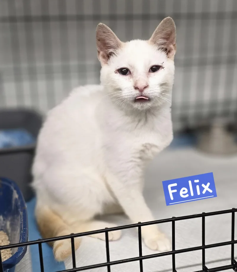 A baby small-sized male White Domestic Short Hair cat named Felix for adoption in Wheelersburg, OH