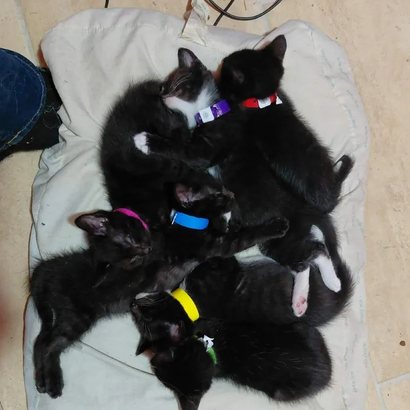 A baby small-sized female Black Domestic Short Hair cat named Trouble for adoption in Newcastle, OK