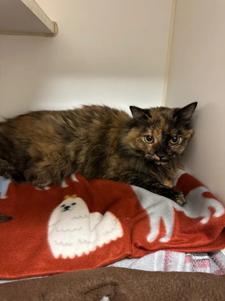 A young medium-sized female Domestic Long Hair cat named Phoenix for adoption in Johnson City, TN