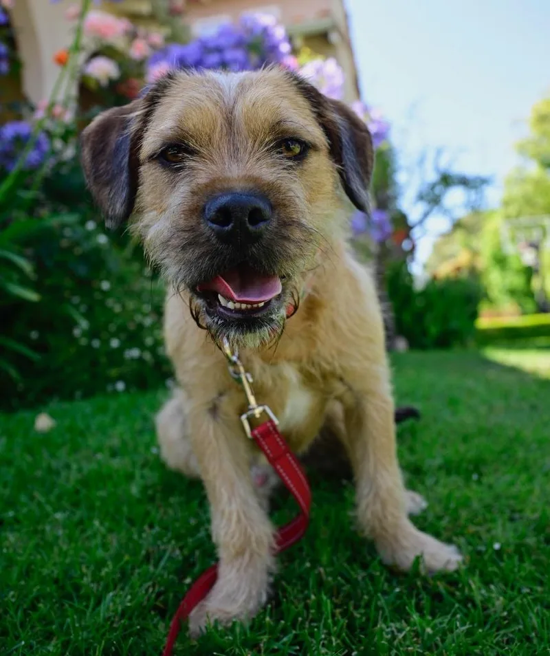 An adult medium-sized male Border Terrier dog named Muddy Buddy for adoption in Los Angeles, CA