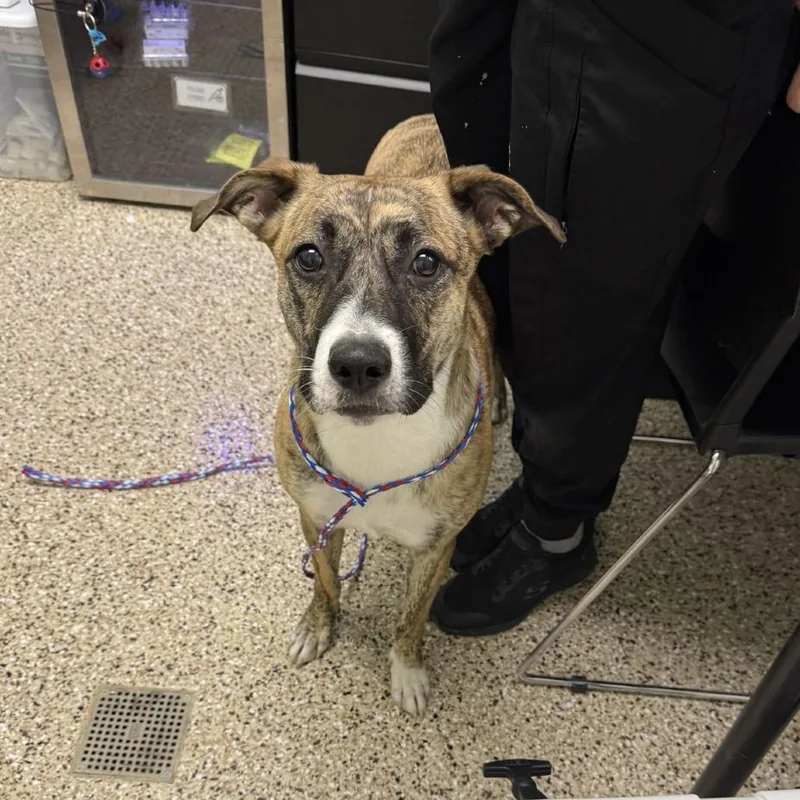 An adult large-sized female Brindle Shepherd dog named Gala Apple for adoption in Bullhead City, AZ