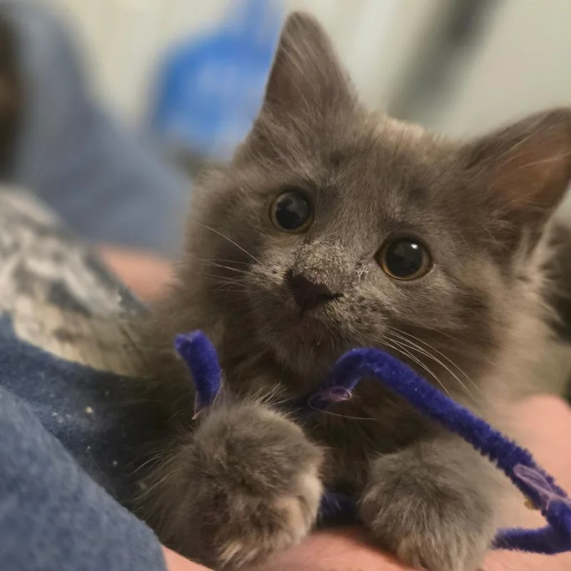 A baby small-sized female Gray / Blue / Silver Domestic Medium Hair cat named Dawn for adoption in Layton, UT